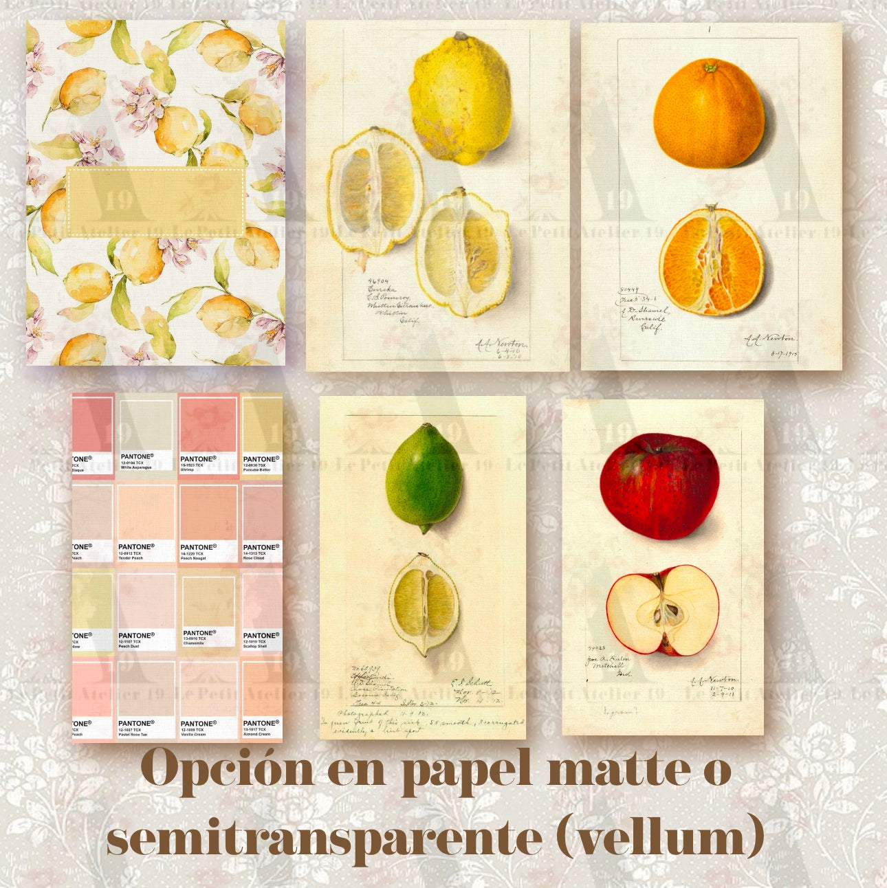 SCENT OF SUMMER · Cards